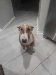 Reunited Female Dog last seen Eden and swiney hiett, Kennedale, TX 76060