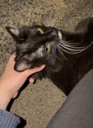 Found/Stray Unknown Cat last seen The alley between Race and High off of 16th, Denver, CO 80218