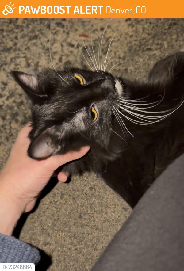 Found/Stray Unknown Cat last seen The alley between Race and High off of 16th, Denver, CO 80218