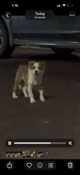Found/Stray Male Dog last seen Corner of High St. and Orange St., Macon, GA 31201