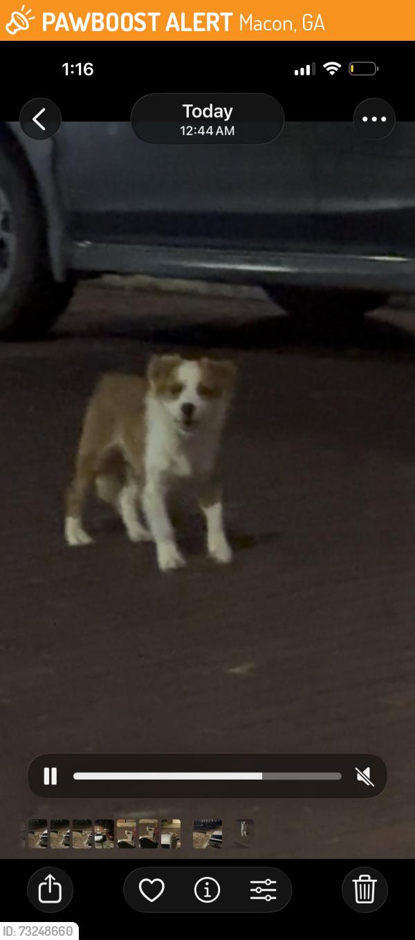 Found/Stray Male Dog last seen Corner of High St. and Orange St., Macon, GA 31201