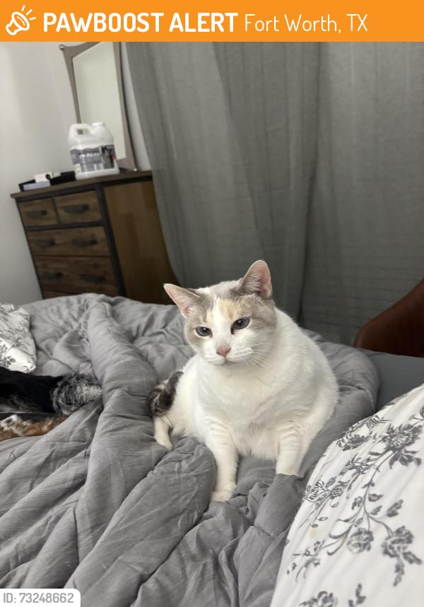 Found/Stray Unknown Cat last seen Via venicia, Fort Worth, TX 76109