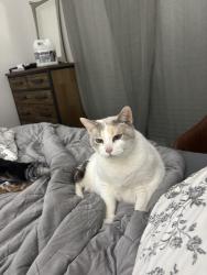 Found/Stray Unknown Cat last seen Via venicia, Fort Worth, TX 76109