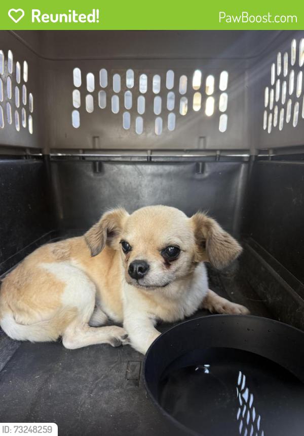 Reunited Male Dog last seen Spruce & Myrtle, Santa Ana, CA 92703