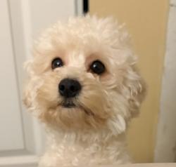 Reunited Female Dog last seen Tesla, West Palm Beach, FL 33415