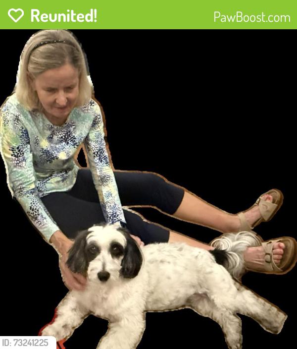 Reunited Female Dog last seen Near Gessner and Memorial Drive, Houston, TX 77024