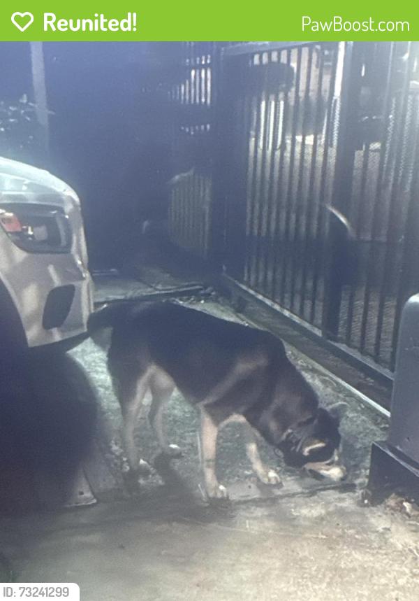Reunited Unknown Dog last seen E 21th st, Oakland, CA 94601