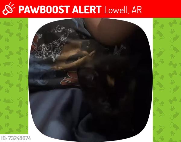 Lost Female Cat last seen Near crystal lowelll, Lowell, AR 72745
