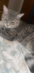 Lost Male Cat last seen I saw him home last and then I never seen him again, Bloomfield, CT 06002