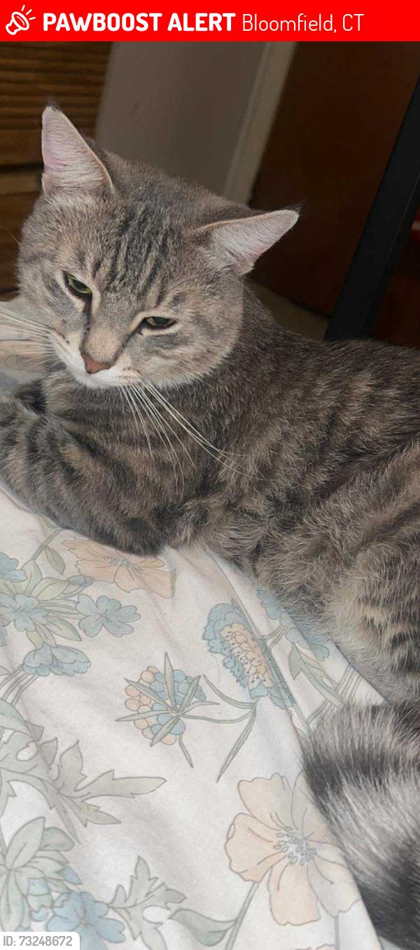 Lost Male Cat last seen I saw him home last and then I never seen him again, Bloomfield, CT 06002