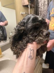 Reunited Female Dog last seen Crosswood Park apmts, Citrus Heights, CA 95621