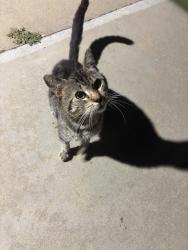 Found/Stray Male Cat last seen soapy joes, Chula Vista, CA 91911