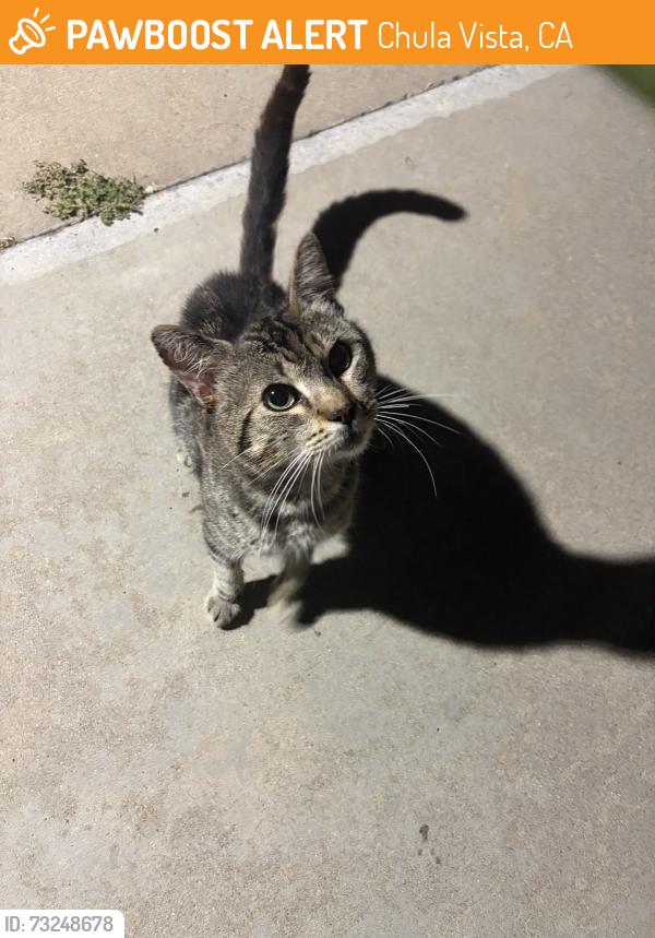 Found/Stray Male Cat last seen soapy joes, Chula Vista, CA 91911