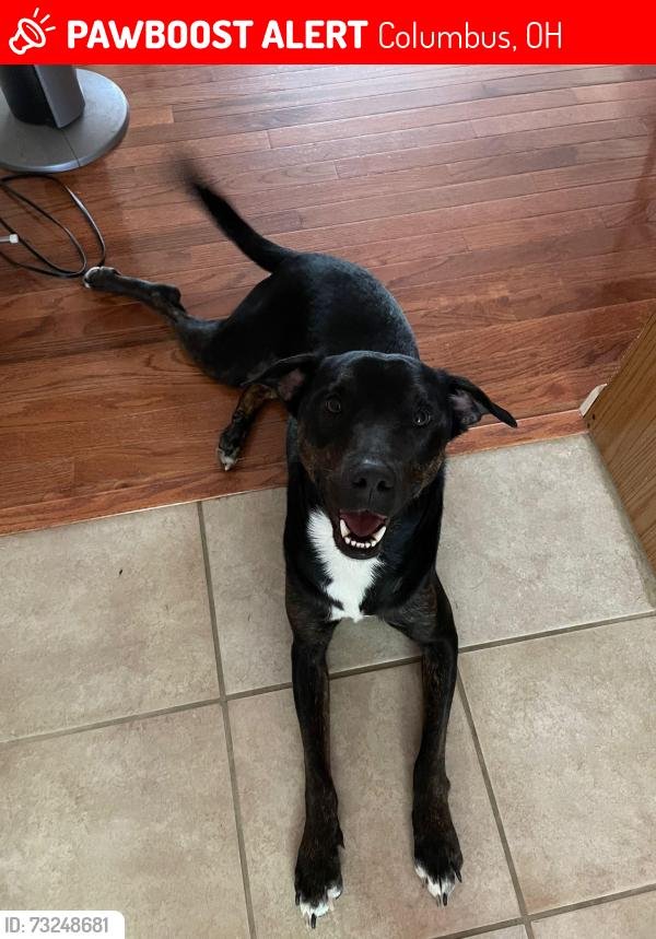 Lost Male Dog last seen Ridgeview middle school, Columbus, OH 43214