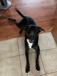 Lost Male Dog last seen Ridgeview middle school, Columbus, OH 43214