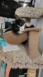 Lost Male Cat last seen Canarvon street, Schofields, NSW 2762