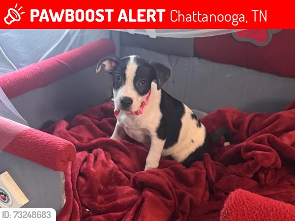 Lost Female Dog last seen Mayfair Ave, Chattanooga, TN 37411