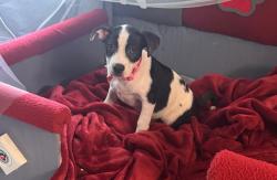 Lost Female Dog last seen Mayfair Ave, Chattanooga, TN 37411