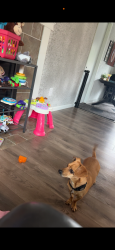 Lost Male Dog last seen Sw towle ave & sw Binford lake pkwy, Gresham, OR 97080