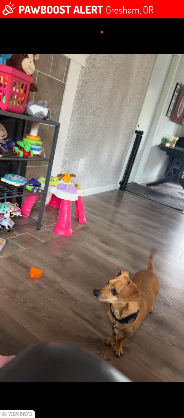 Lost Male Dog last seen Sw towle ave & sw Binford lake pkwy, Gresham, OR 97080
