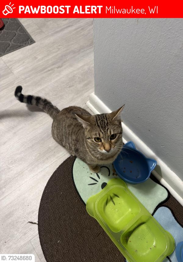 Lost Female Cat last seen S 47th street, Milwaukee, WI 53219