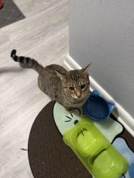 Lost Female Cat last seen S 47th street, Milwaukee, WI 53219