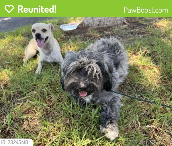 Reunited Female Dog last seen Lincoln Avenue and Blue Crest Street, Corona, CA 92882
