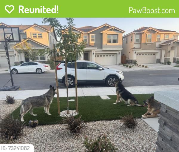 Reunited Unknown Dog last seen Buchanan Road, Pittsburg, CA 94565