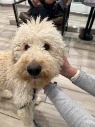 Found/Stray Male Dog last seen Valley Vista and Beverly Glen, Los Angeles, CA 91423