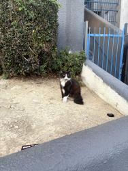 Found/Stray Unknown Cat last seen Bonnie Brae and 6th, Los Angeles, CA 90026
