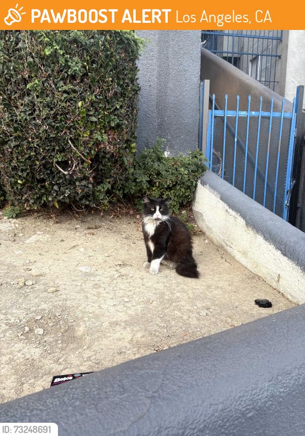 Found/Stray Unknown Cat last seen Bonnie Brae and 6th, Los Angeles, CA 90026