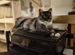 Lost Male Cat last seen Pine Ave between Center and Tennessee, parallel to Brookside, Redlands, CA 92373