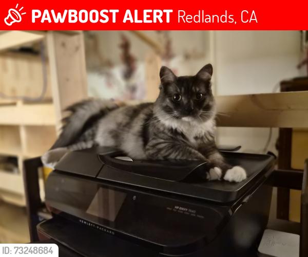 Lost Male Cat last seen Pine Ave between Center and Tennessee, parallel to Brookside, Redlands, CA 92373
