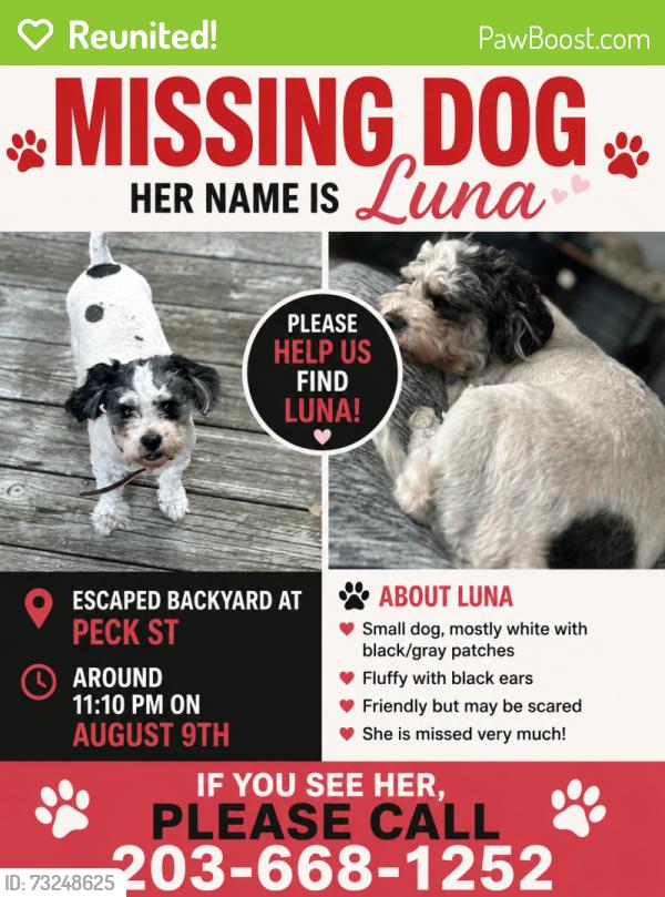 Reunited Female Dog last seen Corner of Peck Street and Blatchey Ave, New Haven, CT 06513