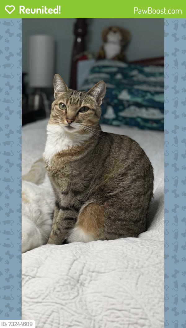 Reunited Female Cat last seen Explorer way and Meadowlark, Florence, MT 59833