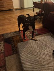 Reunited Female Dog last seen Neighborhood behind Publix on North 9th, Pensacola, FL 32503