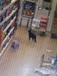 Reunited Unknown Cat last seen Leicester square, Greater London, England WC2H 7JD