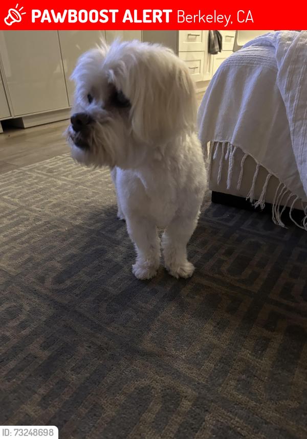 Lost Female Dog last seen Grant/Oregon Streets, Berkeley, CA 94703