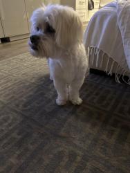 Lost Female Dog last seen Grant/Oregon Streets, Berkeley, CA 94703