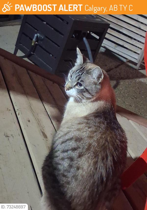 Found/Stray Unknown Cat last seen Near neighborhood park of pineland place NE, Calgary, AB T1Y 3C5