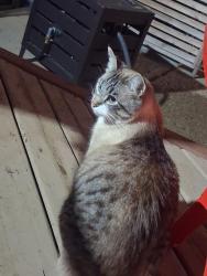 Found/Stray Unknown Cat last seen Near neighborhood park of pineland place NE, Calgary, AB T1Y 3C5