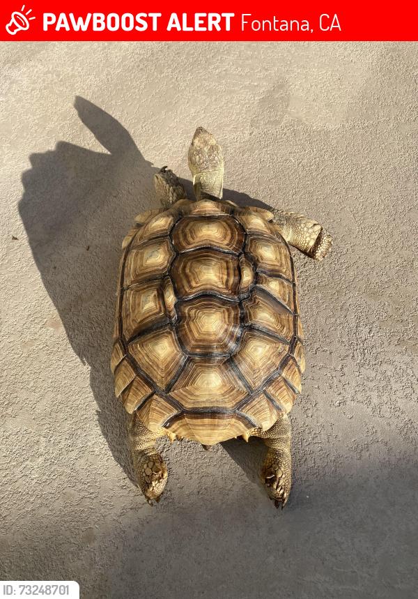 Lost Female Reptile last seen Ventana dr and Diamond ln, Fontana, CA 92336
