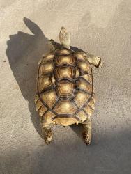 Lost Female Reptile last seen Ventana dr and Diamond ln, Fontana, CA 92336