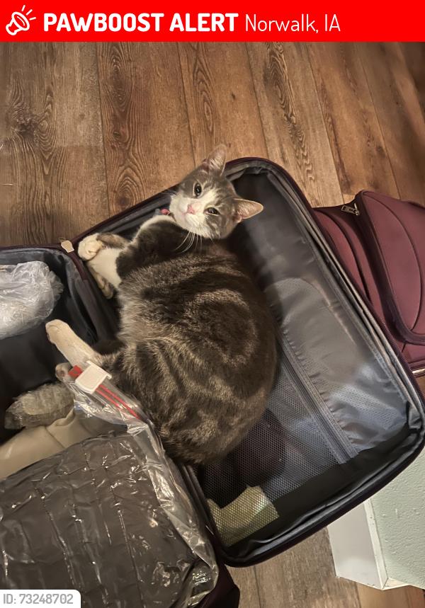 Lost Male Cat last seen Southridge, Norwalk, IA 50211