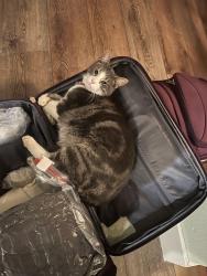 Lost Male Cat last seen Southridge, Norwalk, IA 50211