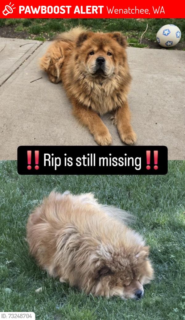 Lost Male Dog last seen Okanogan St and Crawford, Wenatchee, WA 98801