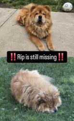 Lost Male Dog last seen Okanogan St and Crawford, Wenatchee, WA 98801