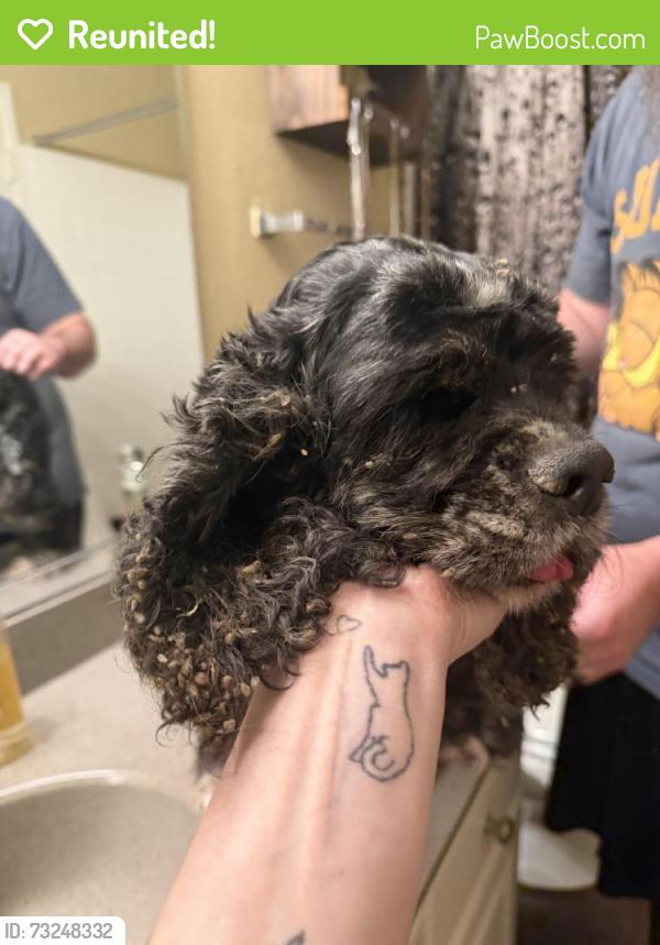 Reunited Female Dog last seen Crosswood Park apmts, Citrus Heights, CA 95621