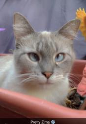 Lost Female Cat last seen In the Sandy Mobile Villa Trailer park, Fairview, OR 97024