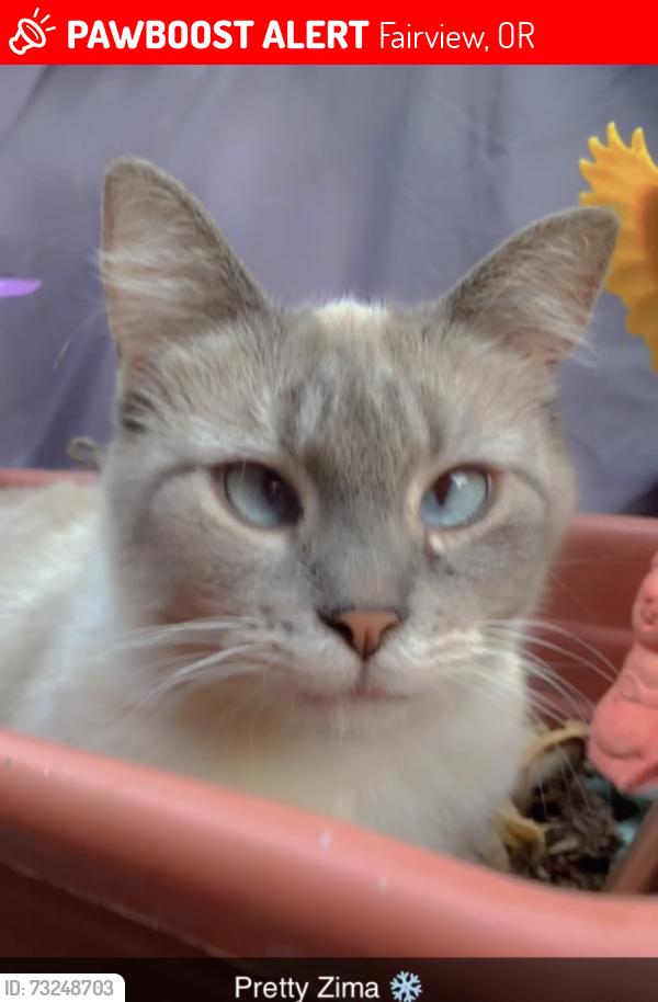 Lost Female Cat last seen In the Sandy Mobile Villa Trailer park, Fairview, OR 97024